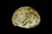 藏品(大舟螺)的圖片